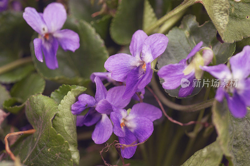 特写的甜紫罗兰，Viola odorata，德国，黑森